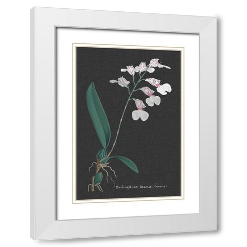Orchid on Slate VI White Modern Wood Framed Art Print with Double Matting by Vision Studio