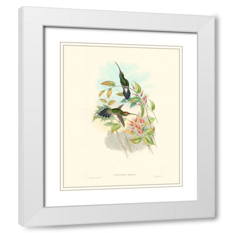 Hummingbird Delight I White Modern Wood Framed Art Print with Double Matting by Gould, John