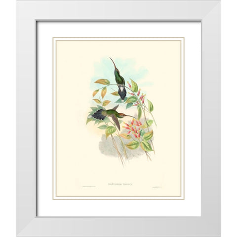 Hummingbird Delight I White Modern Wood Framed Art Print with Double Matting by Gould, John