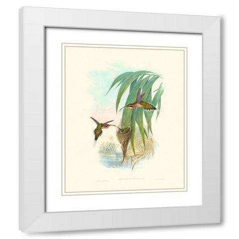 Hummingbird Delight III White Modern Wood Framed Art Print with Double Matting by Gould, John