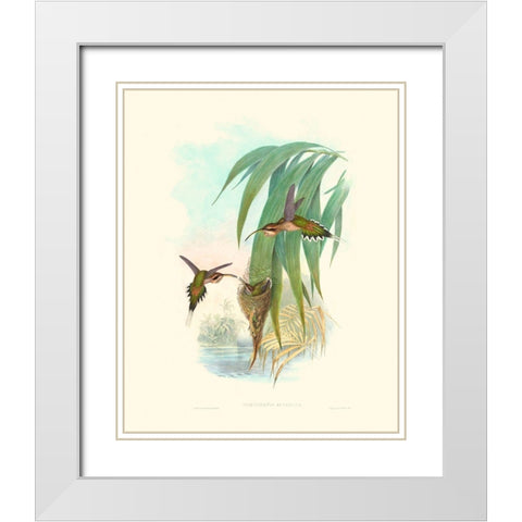 Hummingbird Delight III White Modern Wood Framed Art Print with Double Matting by Gould, John