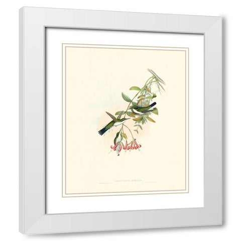 Hummingbird Delight V White Modern Wood Framed Art Print with Double Matting by Gould, John
