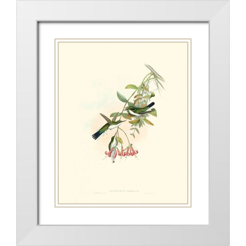 Hummingbird Delight V White Modern Wood Framed Art Print with Double Matting by Gould, John