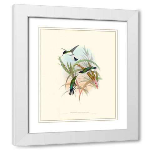 Hummingbird Delight VII White Modern Wood Framed Art Print with Double Matting by Gould, John