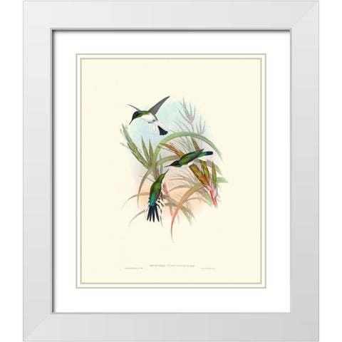 Hummingbird Delight VII White Modern Wood Framed Art Print with Double Matting by Gould, John