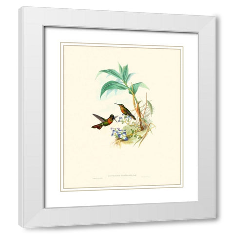 Hummingbird Delight X White Modern Wood Framed Art Print with Double Matting by Gould, John