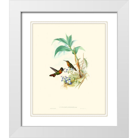 Hummingbird Delight X White Modern Wood Framed Art Print with Double Matting by Gould, John