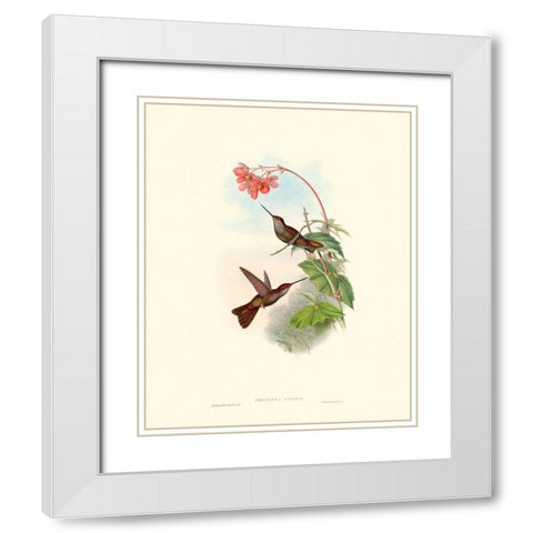 Hummingbird Delight XI White Modern Wood Framed Art Print with Double Matting by Gould, John