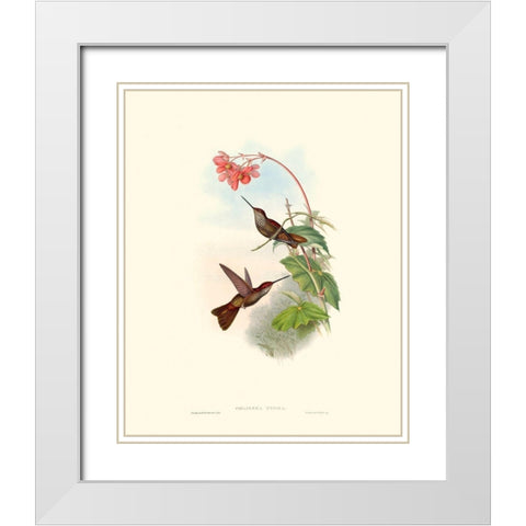 Hummingbird Delight XI White Modern Wood Framed Art Print with Double Matting by Gould, John