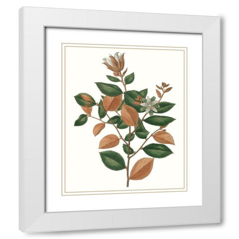 Fall Foliage IX White Modern Wood Framed Art Print with Double Matting by Unknown