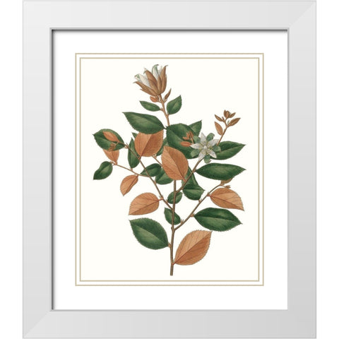 Fall Foliage IX White Modern Wood Framed Art Print with Double Matting by Unknown