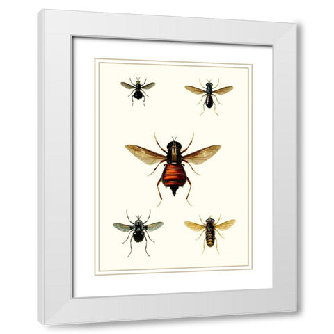 Entomology Series III White Modern Wood Framed Art Print with Double Matting by Blanchard