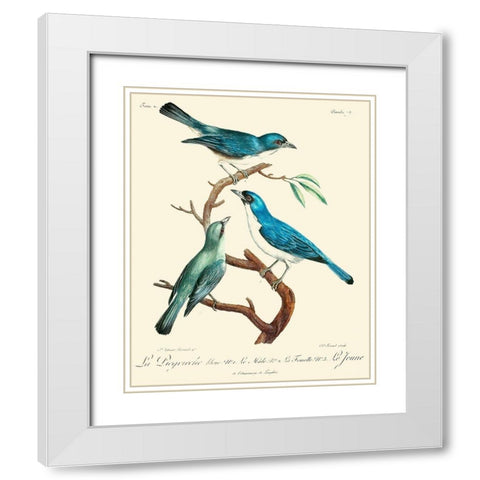 Vintage French Birds IV White Modern Wood Framed Art Print with Double Matting by de Langlois