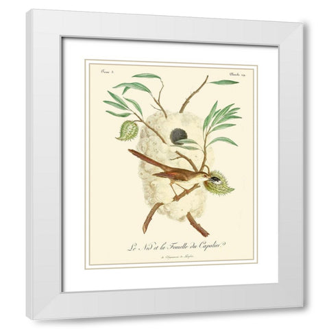 Vintage French Birds VII White Modern Wood Framed Art Print with Double Matting by de Langlois