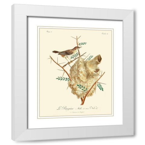 Vintage French Birds VIII White Modern Wood Framed Art Print with Double Matting by de Langlois