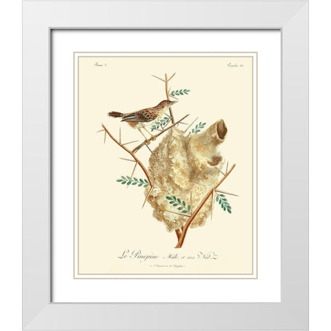 Vintage French Birds VIII White Modern Wood Framed Art Print with Double Matting by de Langlois