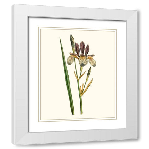 Antique Iris I White Modern Wood Framed Art Print with Double Matting by Curtis