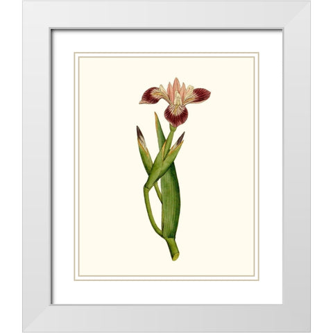 Antique Iris II White Modern Wood Framed Art Print with Double Matting by Curtis