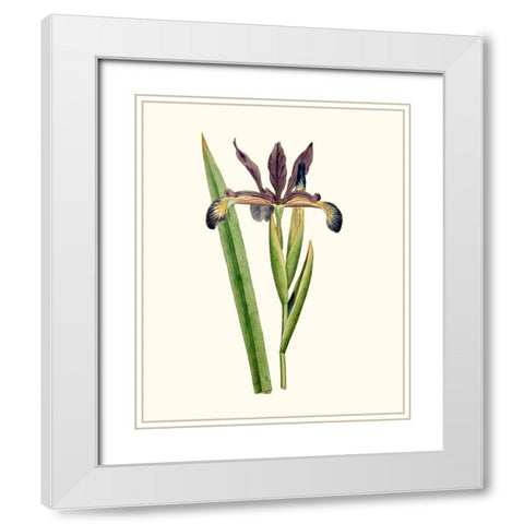 Antique Iris III White Modern Wood Framed Art Print with Double Matting by Curtis
