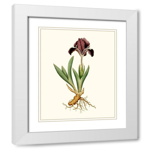 Antique Iris IV White Modern Wood Framed Art Print with Double Matting by Curtis