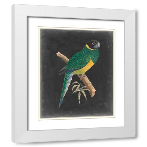 Dramatic Parrots I White Modern Wood Framed Art Print with Double Matting by Vision Studio