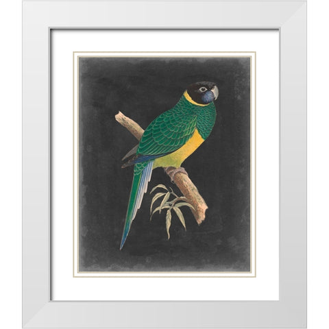 Dramatic Parrots I White Modern Wood Framed Art Print with Double Matting by Vision Studio
