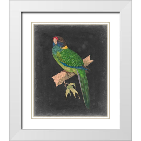 Dramatic Parrots II White Modern Wood Framed Art Print with Double Matting by Vision Studio