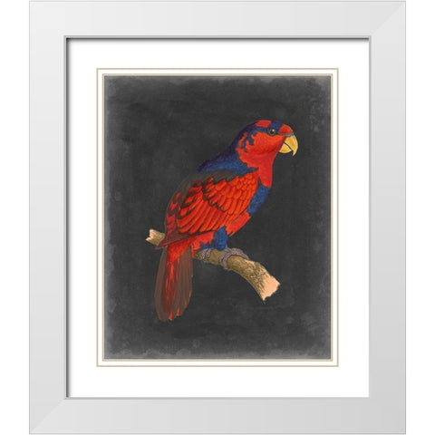 Dramatic Parrots III White Modern Wood Framed Art Print with Double Matting by Vision Studio