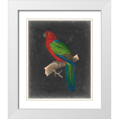 Dramatic Parrots IV White Modern Wood Framed Art Print with Double Matting by Vision Studio