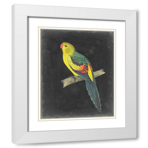 Dramatic Parrots VI White Modern Wood Framed Art Print with Double Matting by Vision Studio