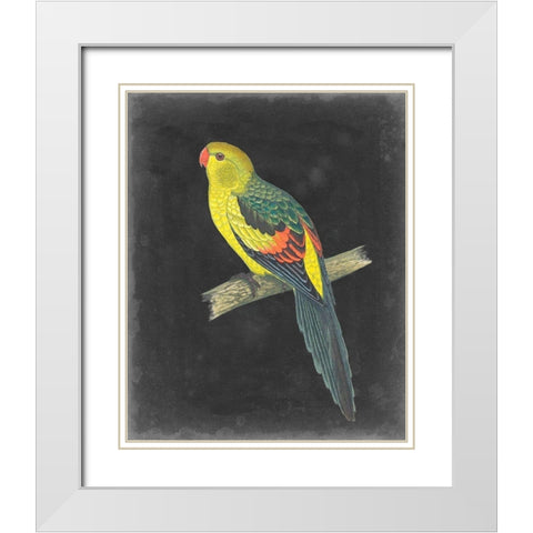 Dramatic Parrots VI White Modern Wood Framed Art Print with Double Matting by Vision Studio