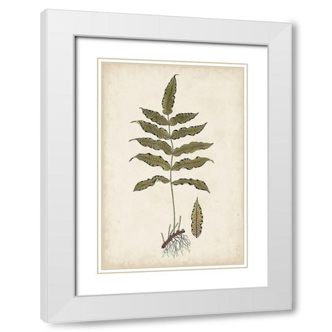 Fern Botanical III White Modern Wood Framed Art Print with Double Matting by Vision Studio