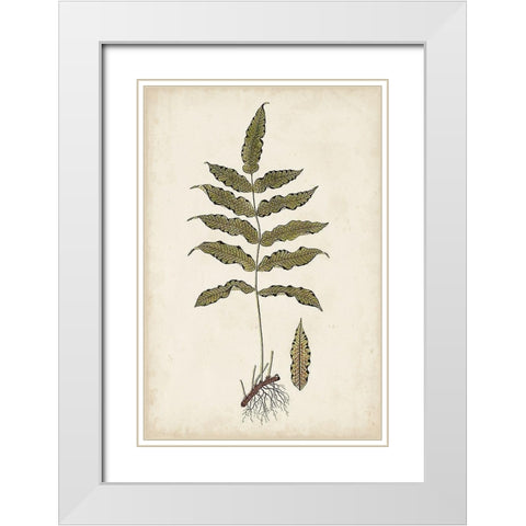 Fern Botanical III White Modern Wood Framed Art Print with Double Matting by Vision Studio