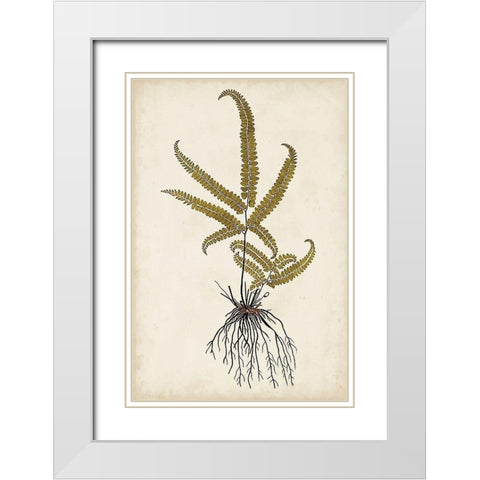 Fern Botanical VI White Modern Wood Framed Art Print with Double Matting by Vision Studio