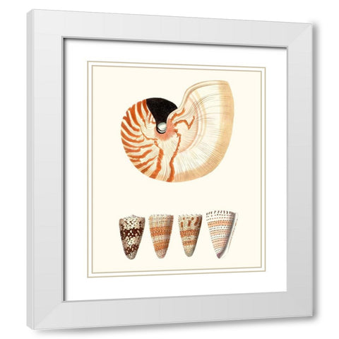 Shell Collection I White Modern Wood Framed Art Print with Double Matting by Vision Studio