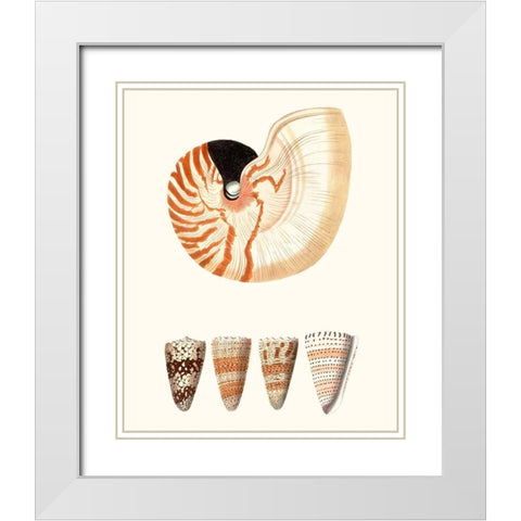 Shell Collection I White Modern Wood Framed Art Print with Double Matting by Vision Studio