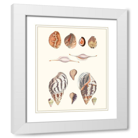 Shell Collection II White Modern Wood Framed Art Print with Double Matting by Vision Studio