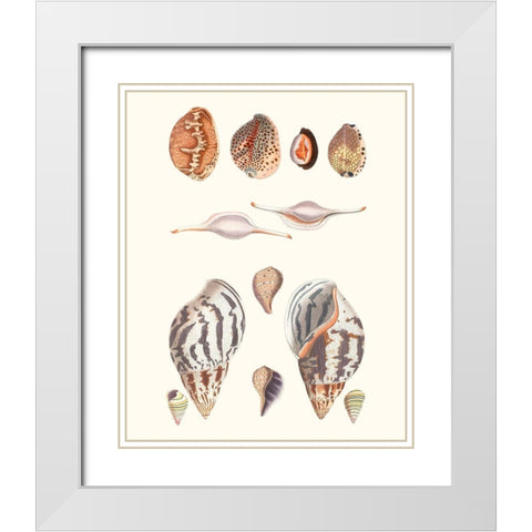 Shell Collection II White Modern Wood Framed Art Print with Double Matting by Vision Studio