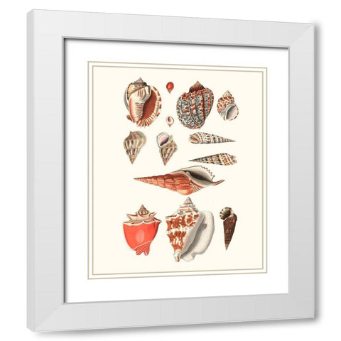 Shell Collection IV White Modern Wood Framed Art Print with Double Matting by Vision Studio