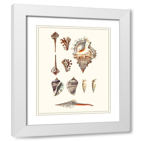 Shell Collection V White Modern Wood Framed Art Print with Double Matting by Vision Studio