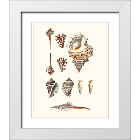 Shell Collection V White Modern Wood Framed Art Print with Double Matting by Vision Studio