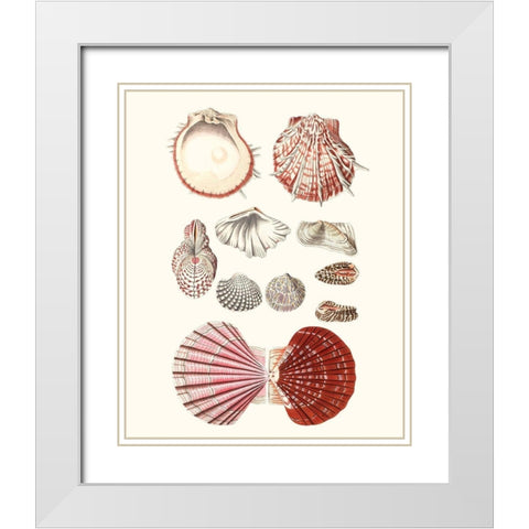 Shell Collection VI White Modern Wood Framed Art Print with Double Matting by Vision Studio