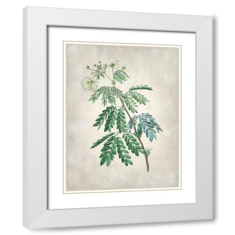 Acacia Tree II White Modern Wood Framed Art Print with Double Matting by Vision Studio