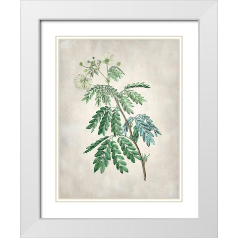 Acacia Tree II White Modern Wood Framed Art Print with Double Matting by Vision Studio