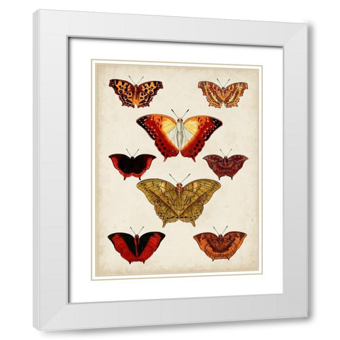 Butterflies Displayed I White Modern Wood Framed Art Print with Double Matting by Vision Studio