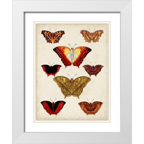 Butterflies Displayed I White Modern Wood Framed Art Print with Double Matting by Vision Studio