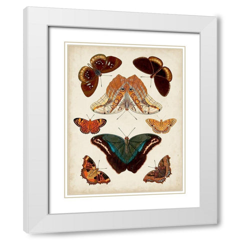 Butterflies Displayed II White Modern Wood Framed Art Print with Double Matting by Vision Studio