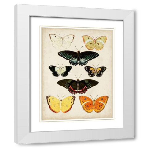 Butterflies Displayed III White Modern Wood Framed Art Print with Double Matting by Vision Studio