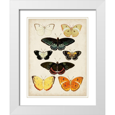 Butterflies Displayed III White Modern Wood Framed Art Print with Double Matting by Vision Studio