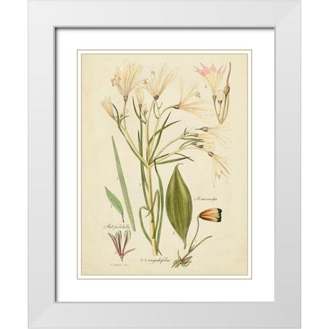 Antique Botanical Sketch I White Modern Wood Framed Art Print with Double Matting by Vision Studio